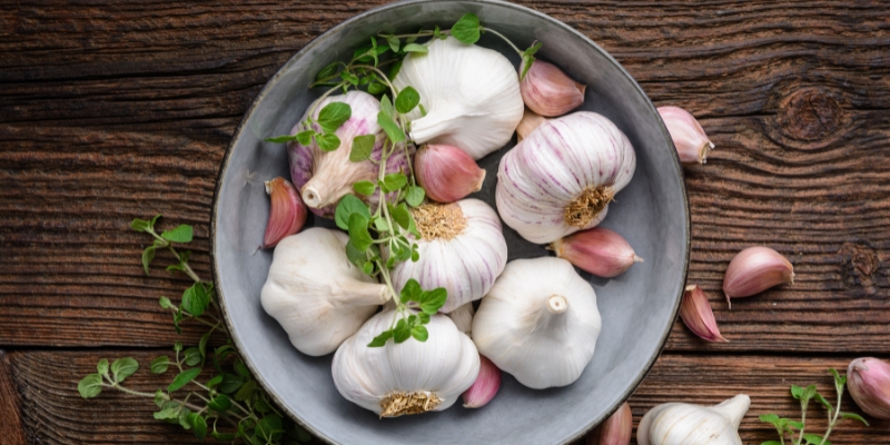 Garlic Nature's Antibiotic